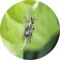 Leaf Cutting Bee Image
