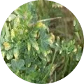 Leaf hoppers (Plant hoppers) Image