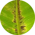 Bacterial leaf streak Image