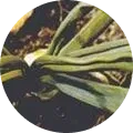 Onion yellow dwarf disease Image
