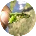 Pod Borer Image