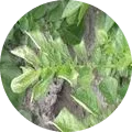 Potato leaf roll virus Image