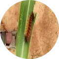 Red Hairy Caterpillar Image