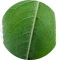 Mites Image
