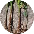 Rhizoctonia stem/root rot Image
