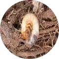 Root grubs/White grubs Image
