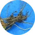 Root rot Image