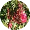 Rose rosette virus Image