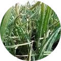 Leaf Blight Image