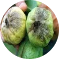 Fruit rot or Stylar end rot Image
