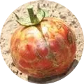 Tomato Spotted Wilt Virus (TOSPOW Virus) Image