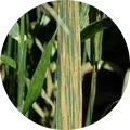 Yellow rust Image