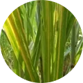 Yellow leaf disease Image