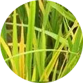 Rice grassy stunt virus Image