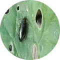 Flea Beetles Image