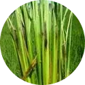 Rice Stem/Sheath rot Image