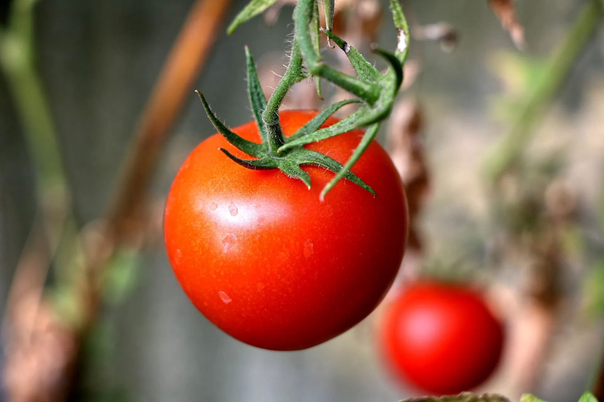 Organic Control Measures to Manage Aphids in Tomato Image