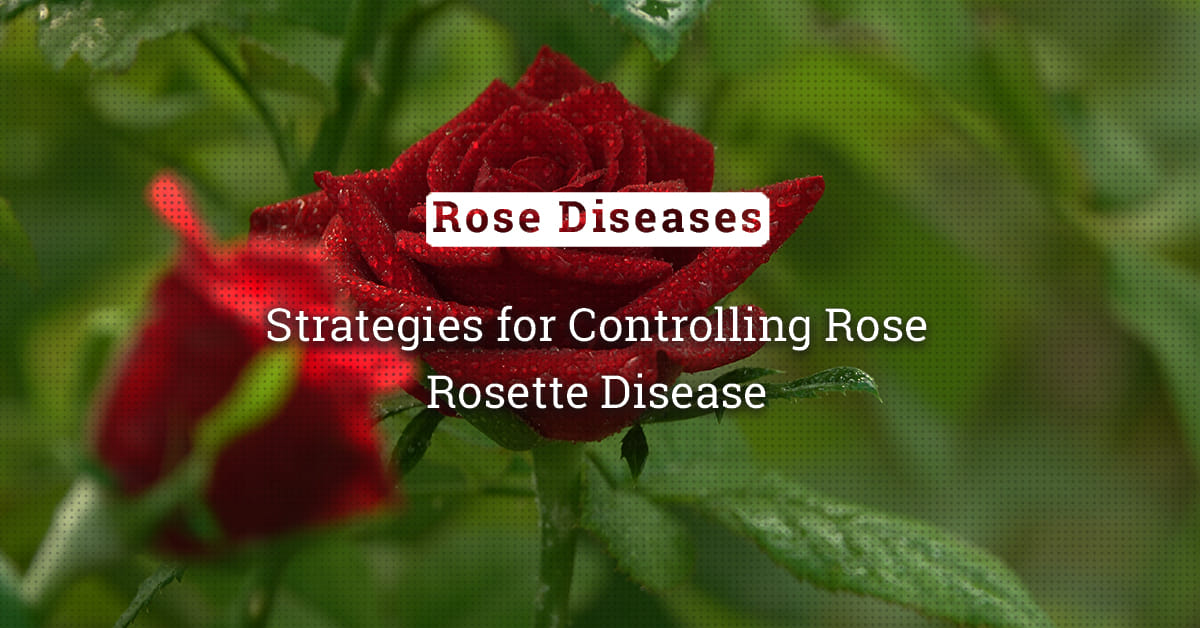 kvplus/articles/06fe589598330b27c74ed3faf9ff36c9_Strategies-for-Controlling-Rose-Rosette-Disease-1.jpg