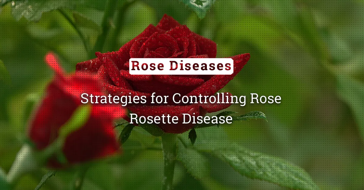 kvplus/articles/06fe589598330b27c74ed3faf9ff36c9_Strategies-for-Controlling-Rose-Rosette-Disease-1.jpg