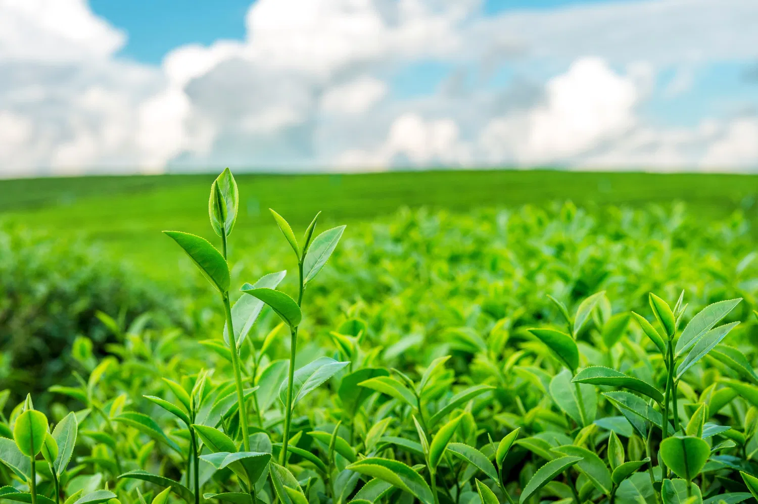 kvplus/articles/09e7ee8b15fea2805ffbfac95c0d5204_green-tea-bud-leaves-green-tea-plantations-morning-1.jpg