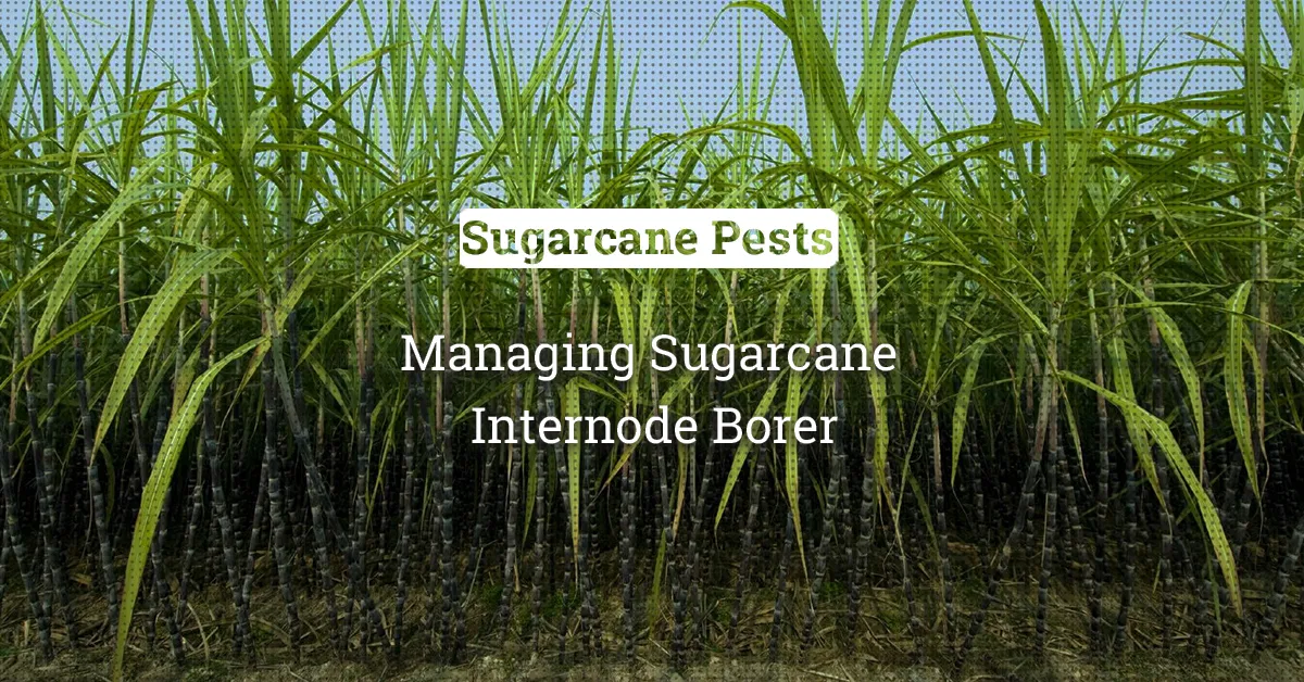 kvplus/articles/0a905917afeb56ad9a93f2a2c5635391_Managing-Sugarcane.jpg