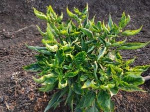 Affected plants give bushy appearance