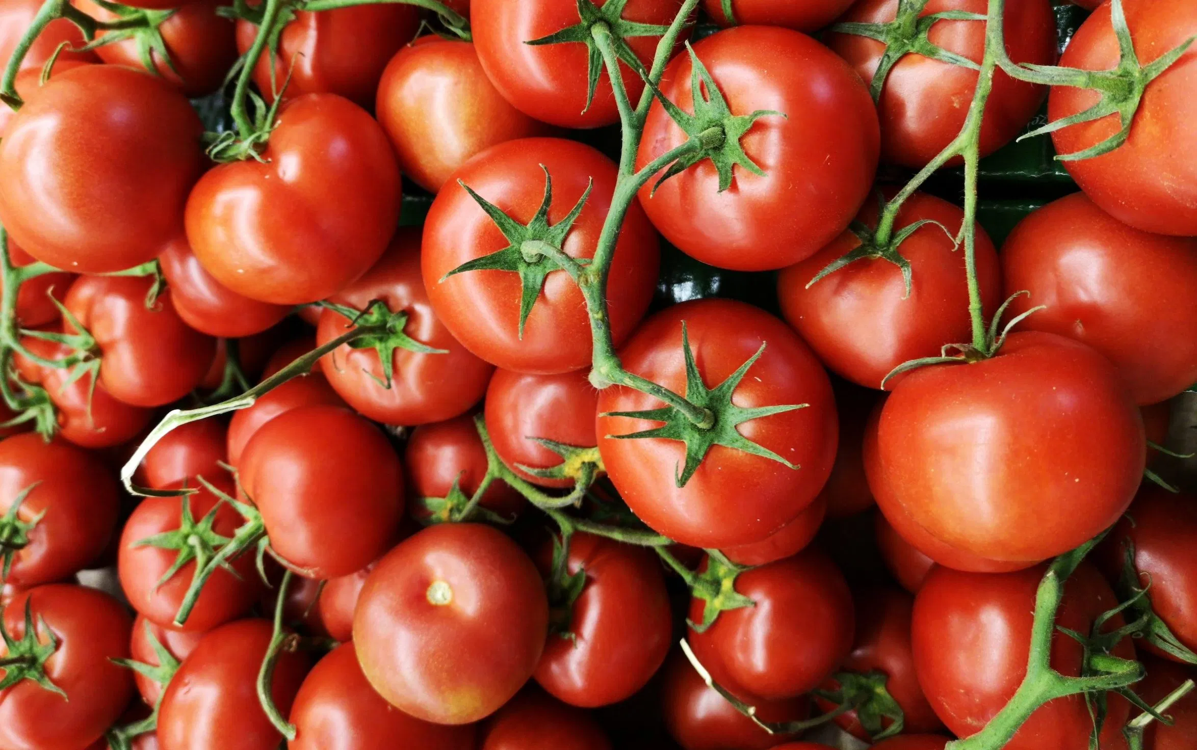 Tomato Farming– A brief Guide Image