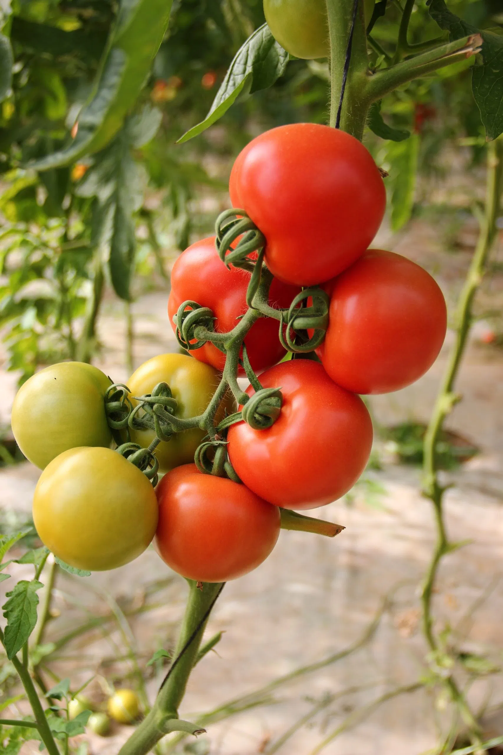 Field Preparation for Tomato Image