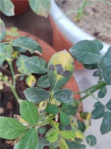 BLACK LESIONS ON UPPER SURFACE OF THE LEAVES