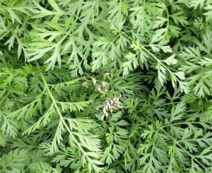 carrot plant