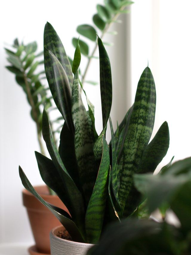 5 Best Indoor Plants to Cool Your Home Naturally