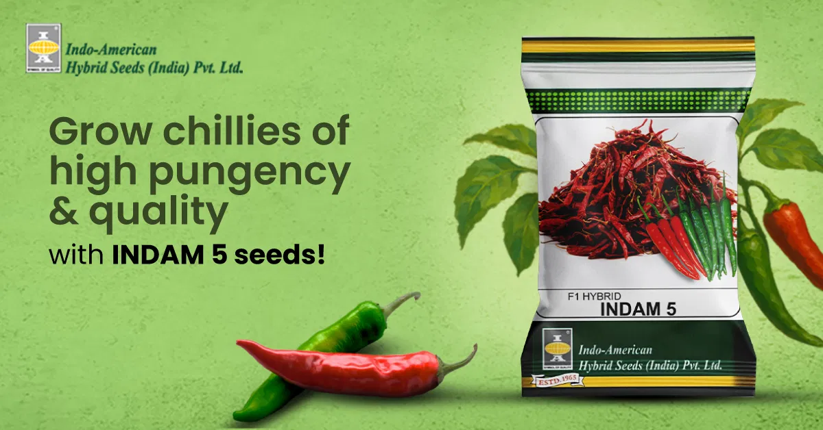 Indam 5 Chilli A High Yielding Hybrid For Dual Purpose Cultivation Image
