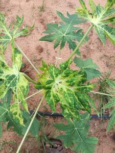 Papaya ring spot virus