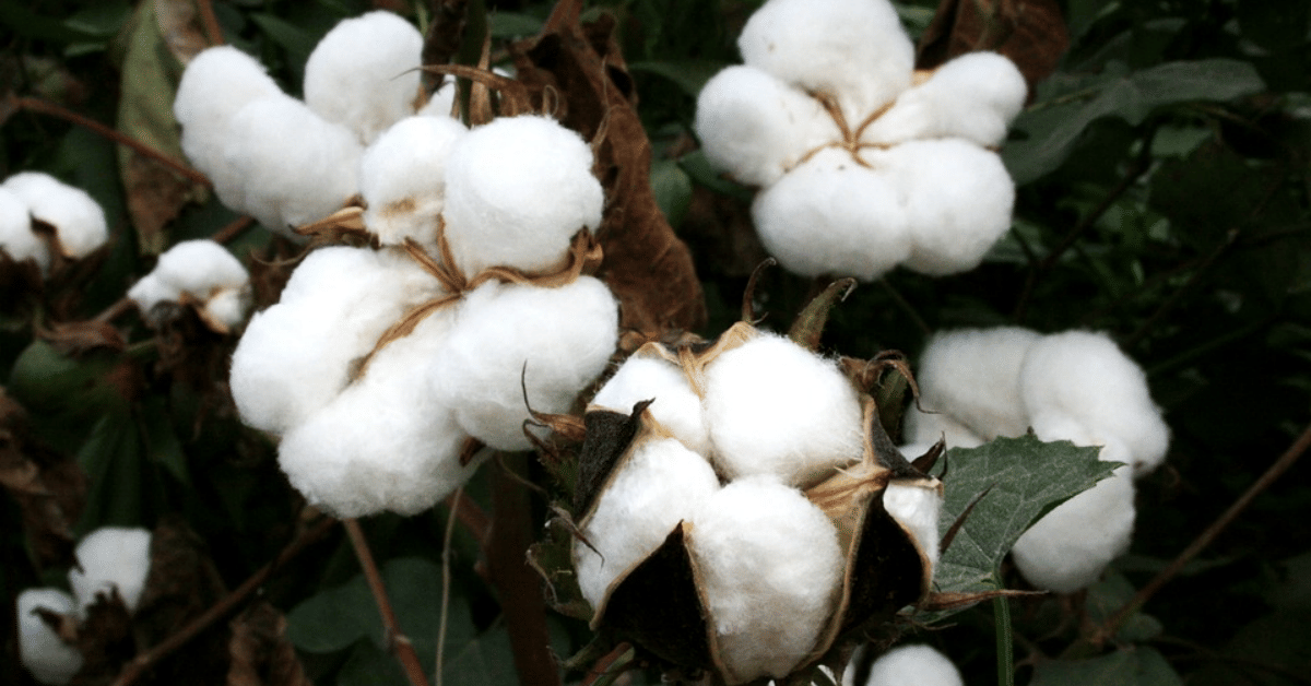 kvplus/articles/33db84ae681ca93c7af57c8bc21efe5e_cotton-final-1.png