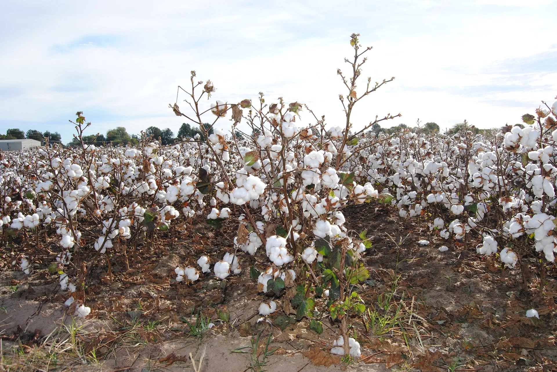 Field Preparation for Cotton Image