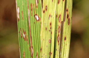 Brown Spots on Paddy Leaves