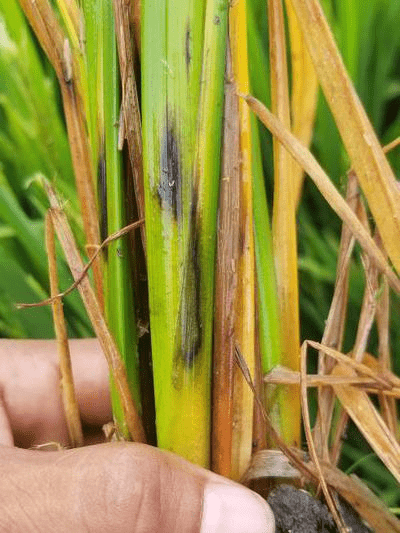 Symptom of Sheath Rot in Paddy