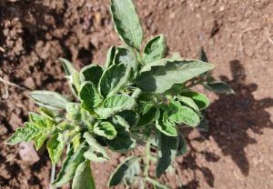 Tomato leaf curl virus