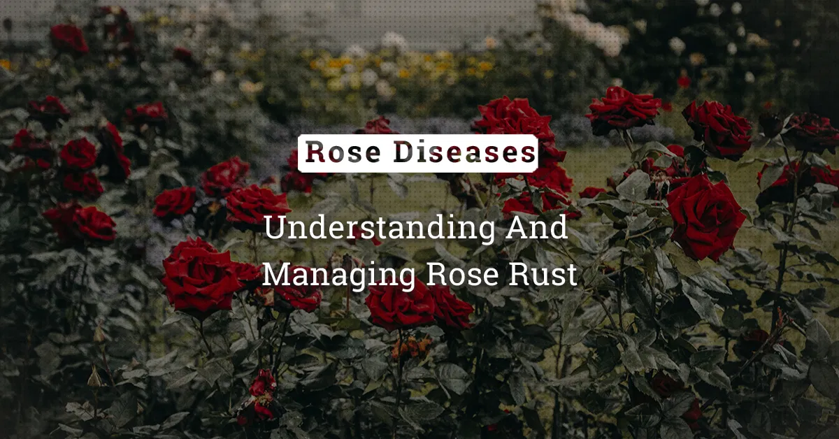 kvplus/articles/5443b29eef6320acdf1923084a16543a_Understanding-And-Managing-Rose-Rust.jpg