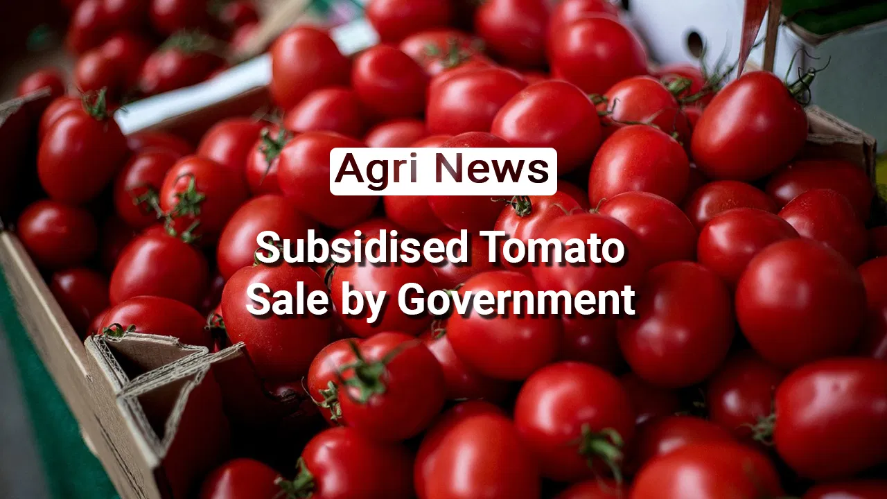 Tomato Triumph: Government's Subsidized Delight for Consumers Image
