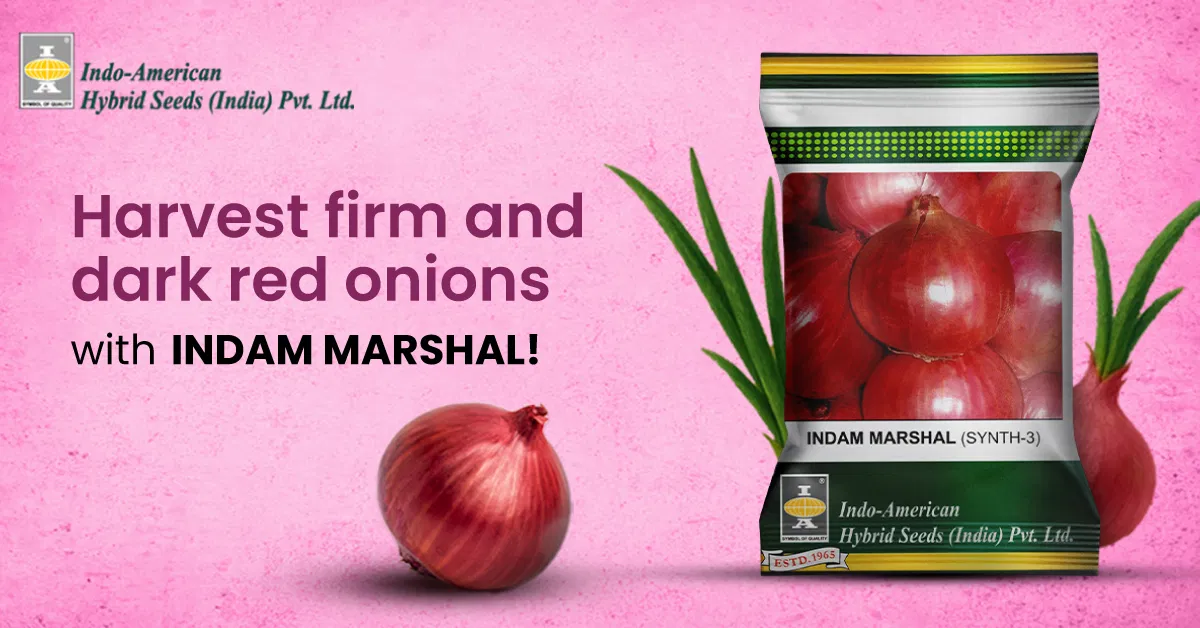 Indam Marshal Onion A High Performing Hybrid For Early Maturity And Market Leadership Image