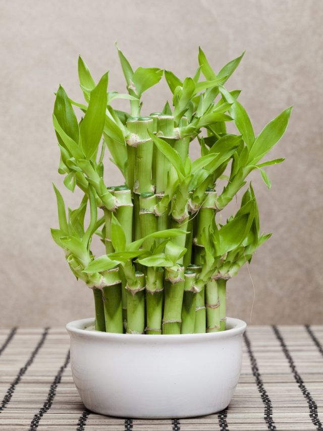 5 Benefits of Lucky Bamboo: Low-Maintenance Prosperity