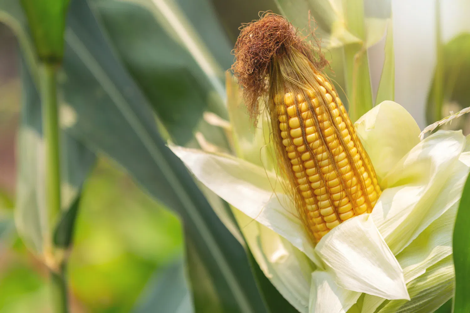 Pest Management in Maize Crop using UAL Organic Based Products Image