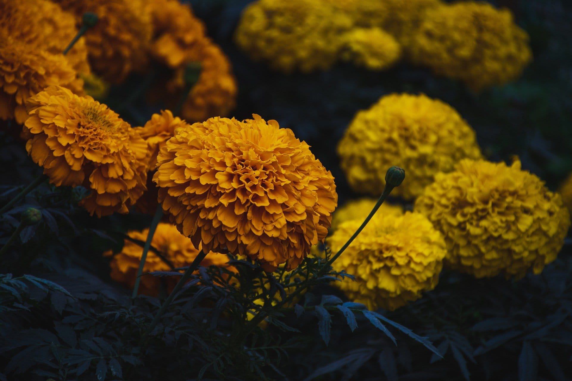 kvplus/articles/7840b293cbc45249641d7e5a40a36415_marigold-g997029d99_1920.jpg