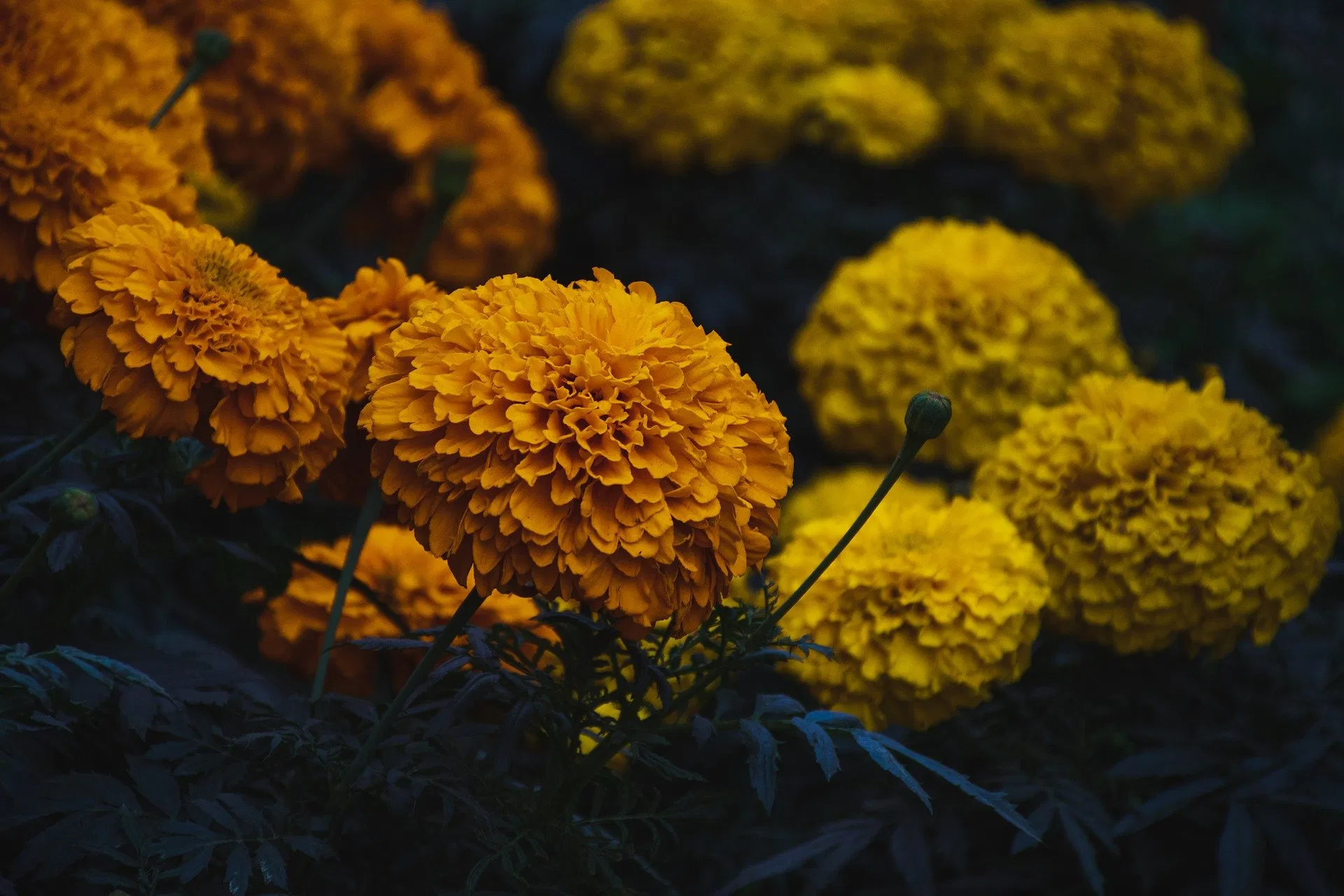 kvplus/articles/7840b293cbc45249641d7e5a40a36415_marigold-g997029d99_1920.jpg