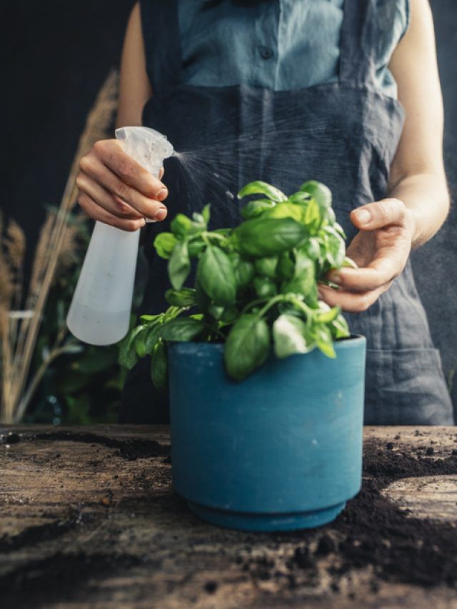 5 Common Mistakes Killing Your Indoor Plants