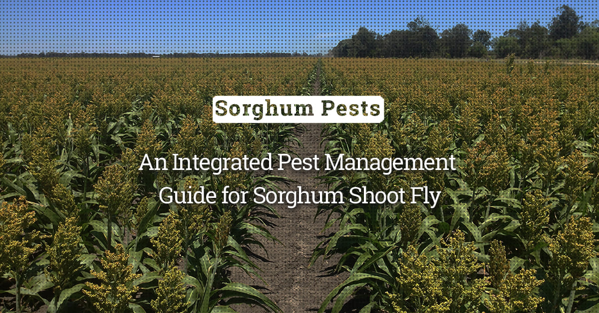 kvplus/articles/801455739d19fe8758b3f16b49ea3a36_An-Integrated-Pest-Management-Guide-for-Sorghum-Shoot-Fly.jpg