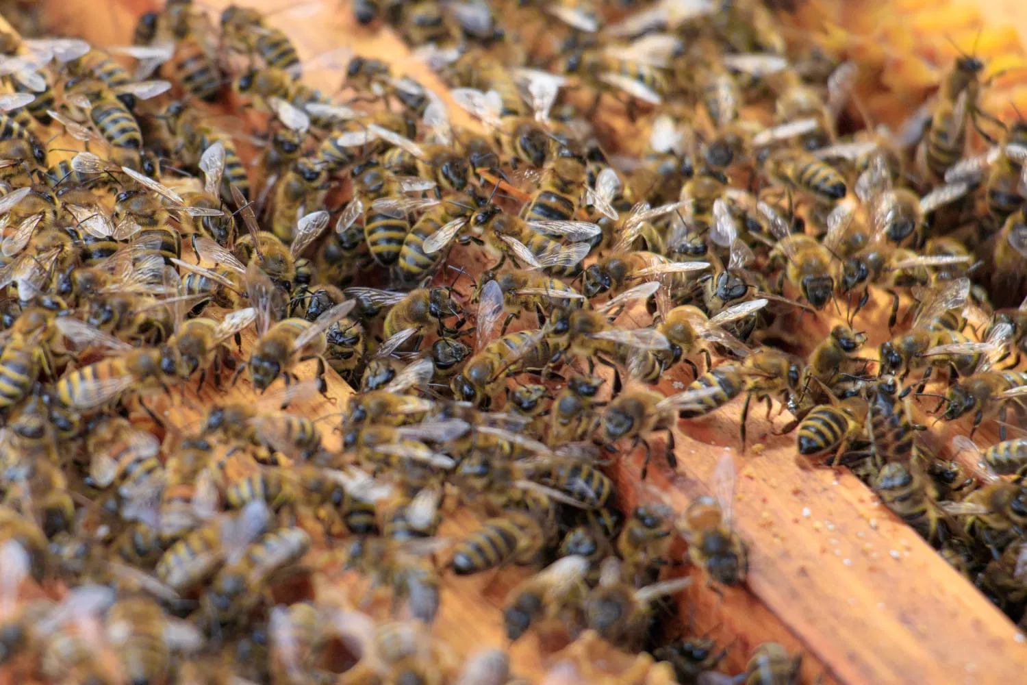 kvplus/articles/81d0aa2af0075e03e8165a81f228360b_closeup-honeybees-beehive-sunlight-2.jpg