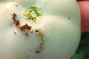 Presence of larva along with their frass