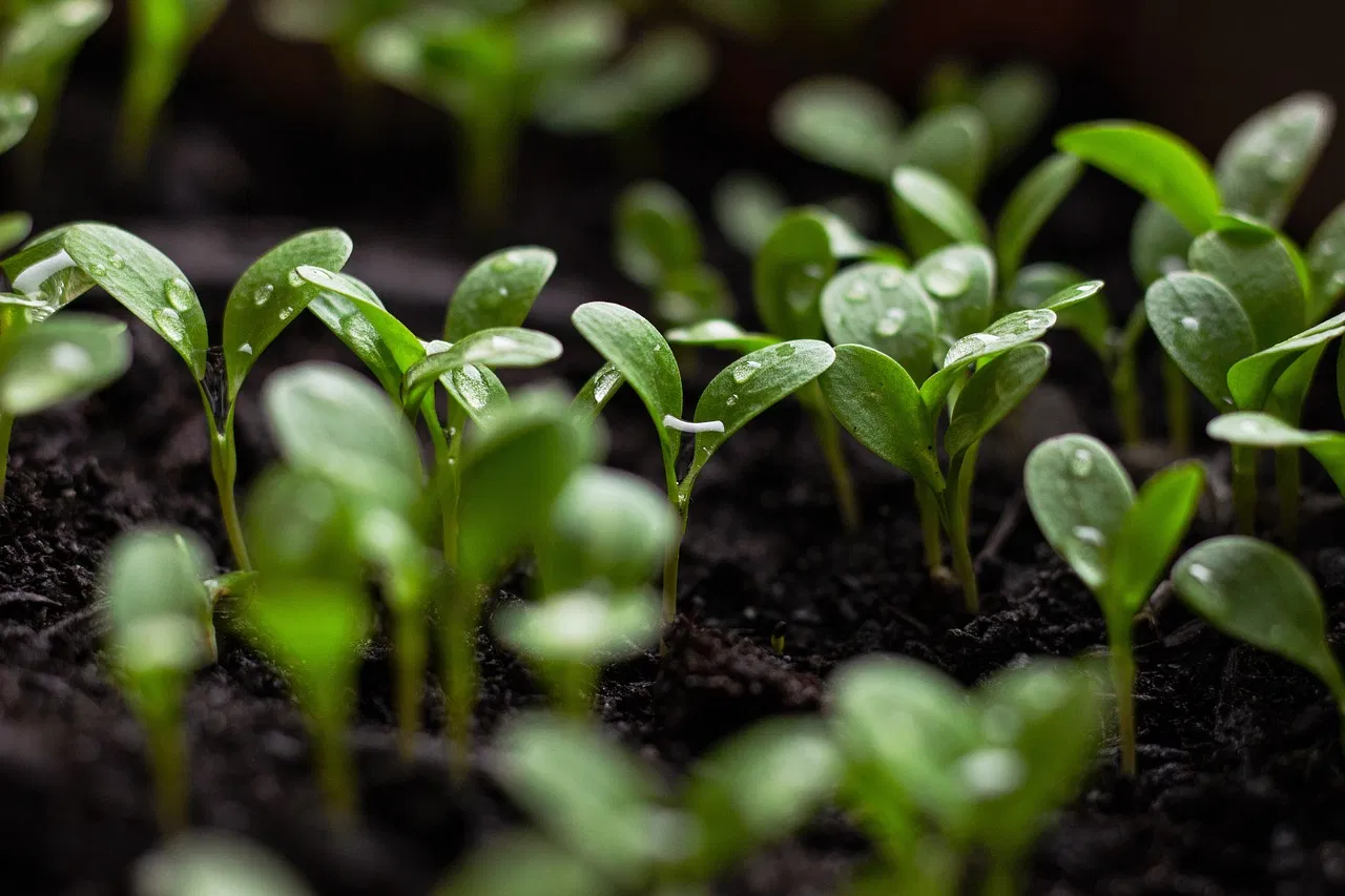 kvplus/articles/8be51d78b5a5d9922414fe8ad3c521c5_seedlings-7110591_1280.jpg